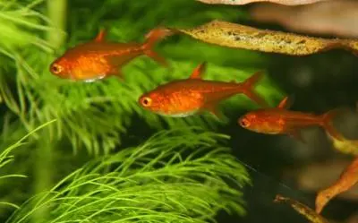 Glød tetra (Hyphessobrycon amandae)